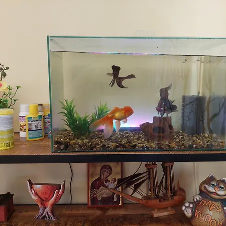 Dellux - Petra 바르나